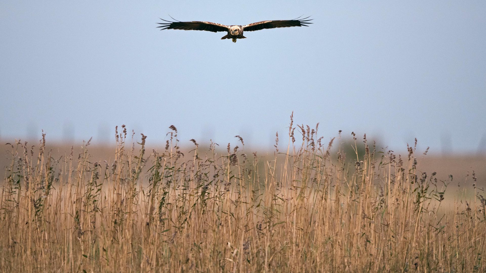 A marsh harrier over Watling Water in Salthouse, Norfolk - Credit: Getty Images