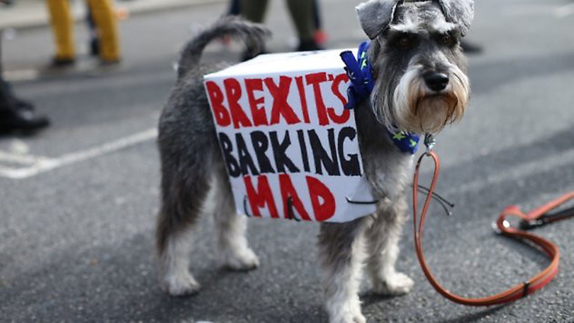 The 'Wooferendum march' in central London where dog owners and their pets gather to demand a People's Vote. Photograph: Yui Mok/PA Wire. - Credit: Archant