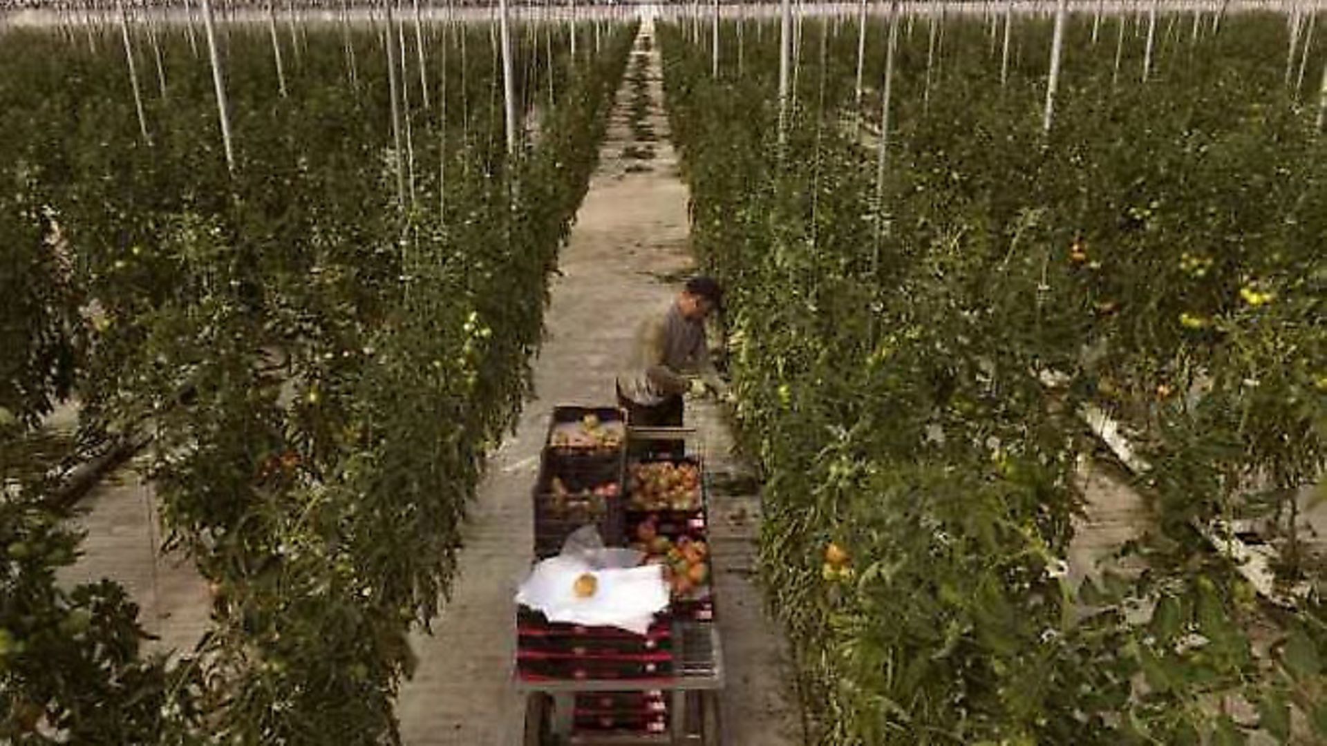 A Moroccan worker collects tomatoes at the Gava group greenhouses in Almería (Pic: AP Photo/Emilio Morenatti) - Credit: AP Photo/Emilio Morenatti