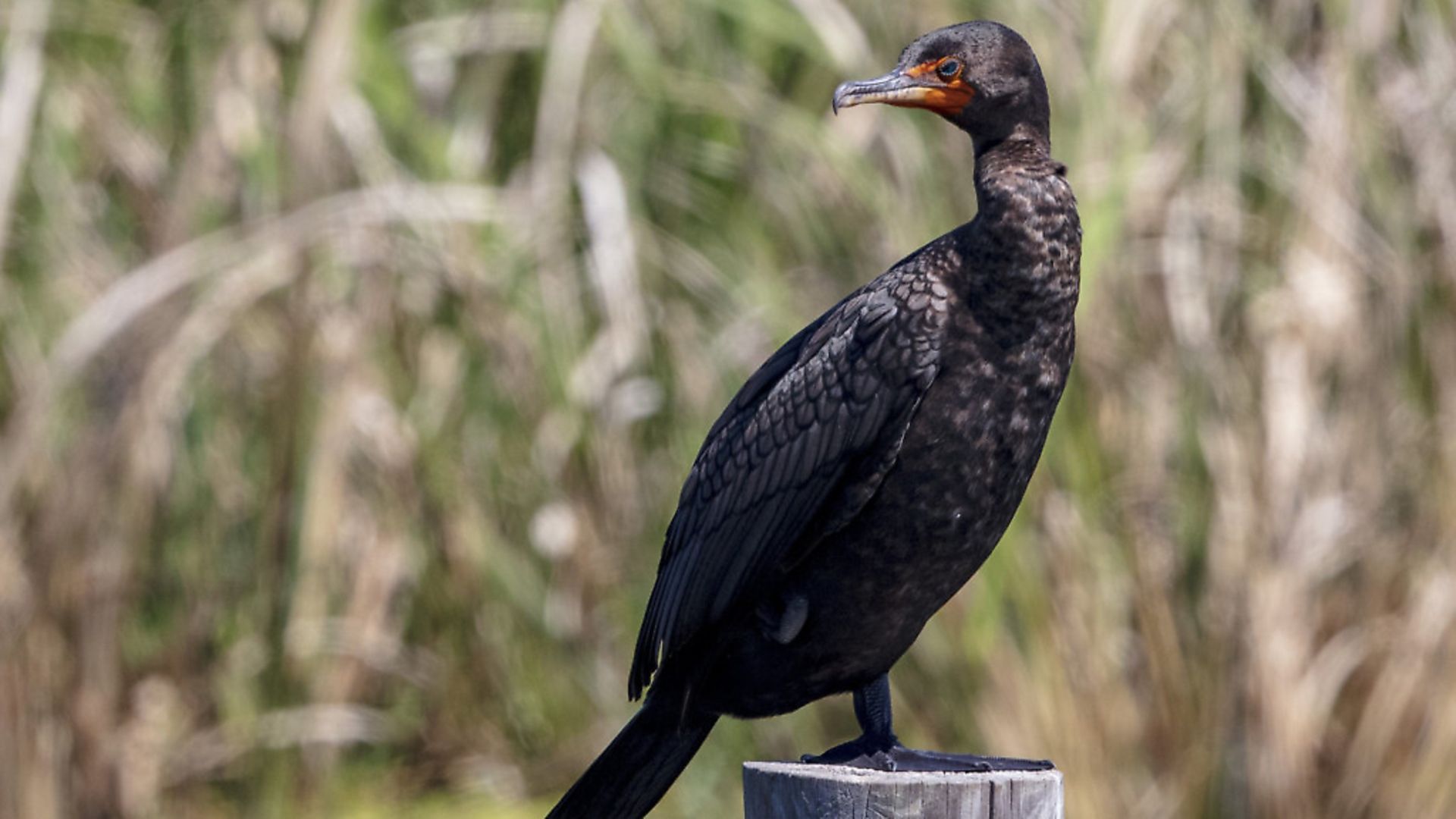 A solitary Double-crested Cormorant perched on top of a wooden piling in a watery marsh - Credit: Getty Images/iStockphoto