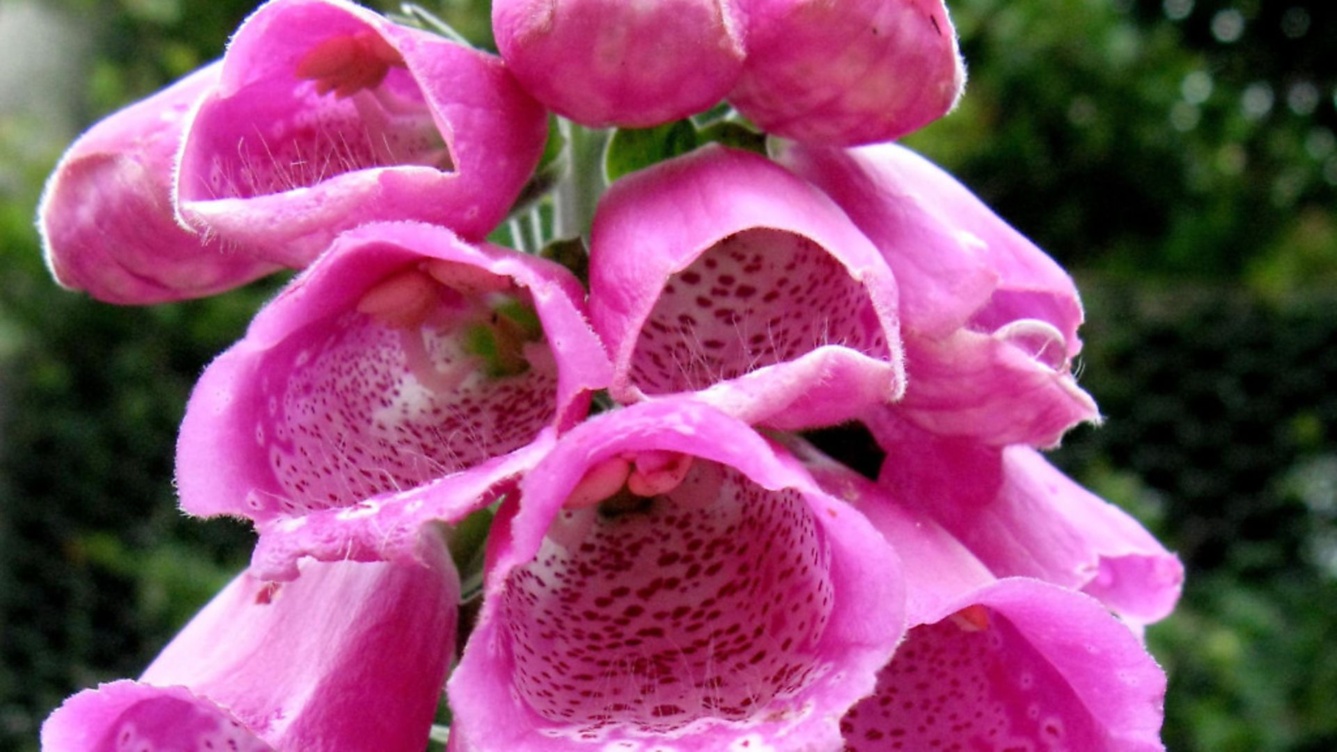 Foxgloves growing in a field in Rosedale, north Yorkshire. Picture: Clara Molden/PA Archive/PA Images - Credit: PA Archive/PA Images