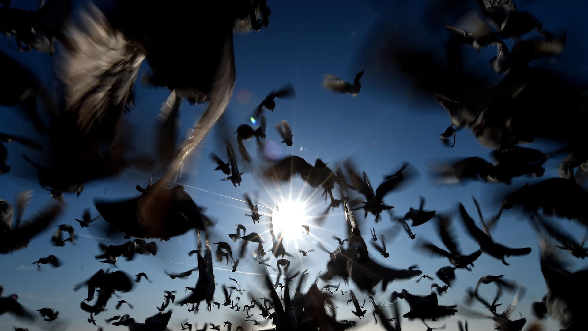 Racing pigeons in all their glory. Credit: Owen Humphreys/PA Wire