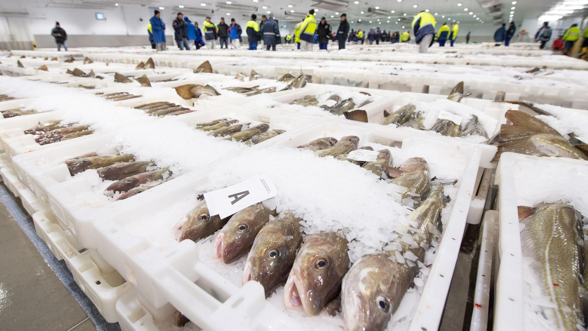 Fish merchants view trays of fish at Peterhead Fish Market in Aberdeenshire - Credit: PA