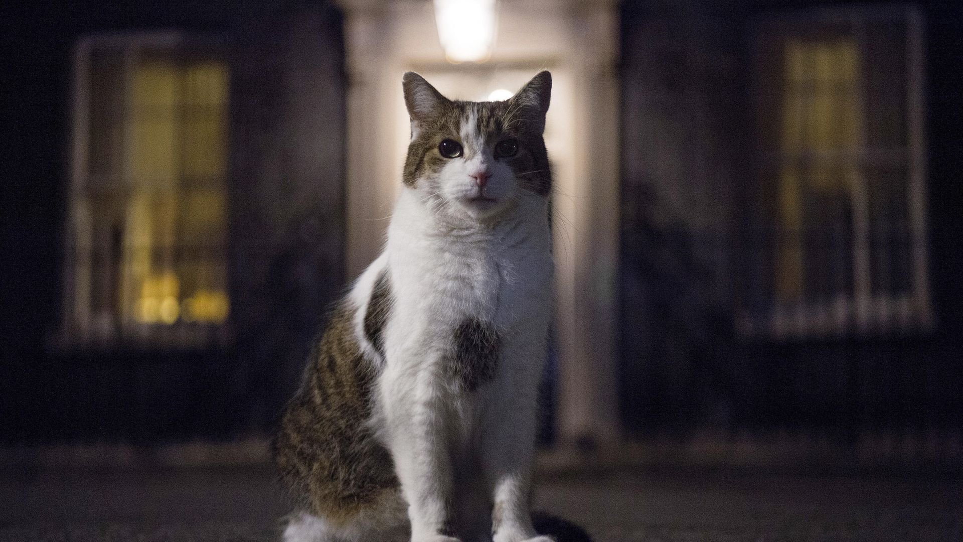 Larry the Downing Street Cat in Downing Street - Credit: PA