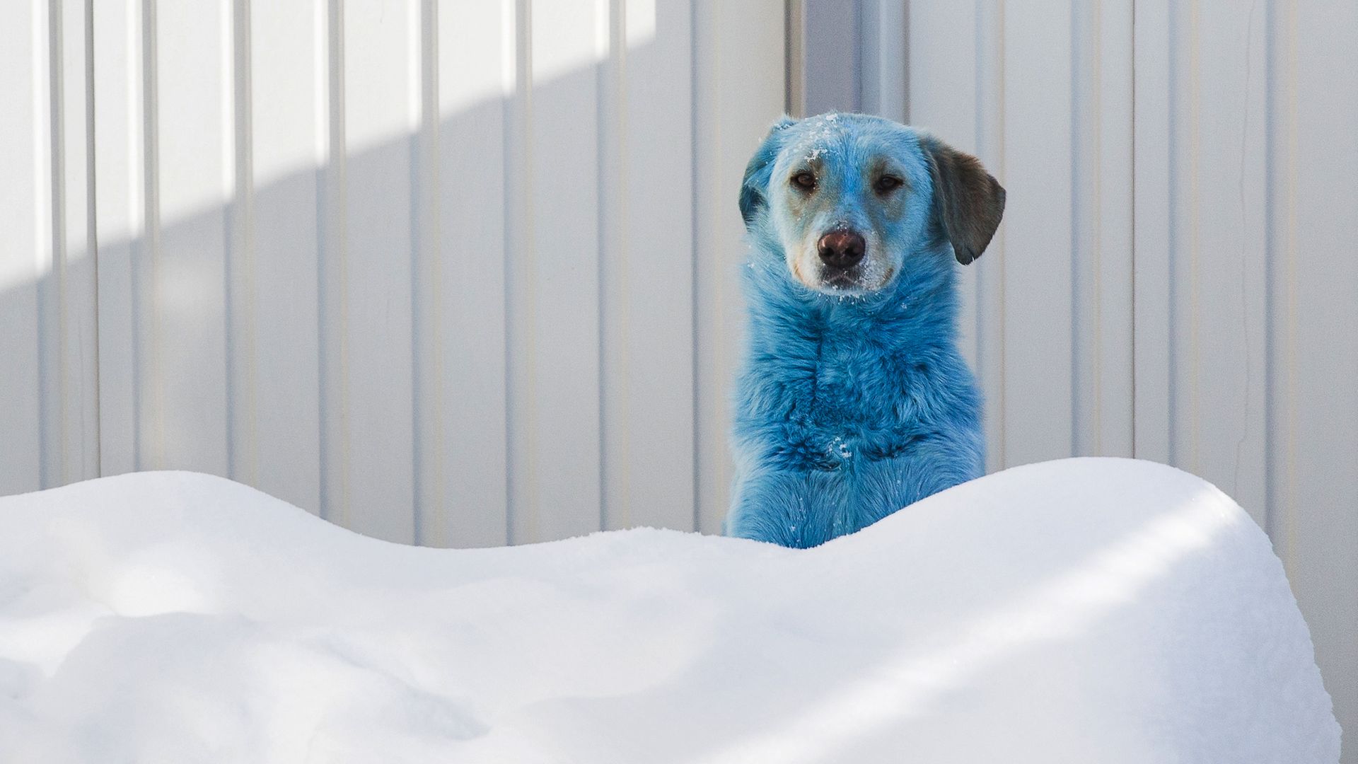 BLUE COLLAR: One of 13 stray dogs found with bright blue fur in Dzerzhinsk; the animals were taken in to the care of vets - Credit: Mikhail Solunin/TASS