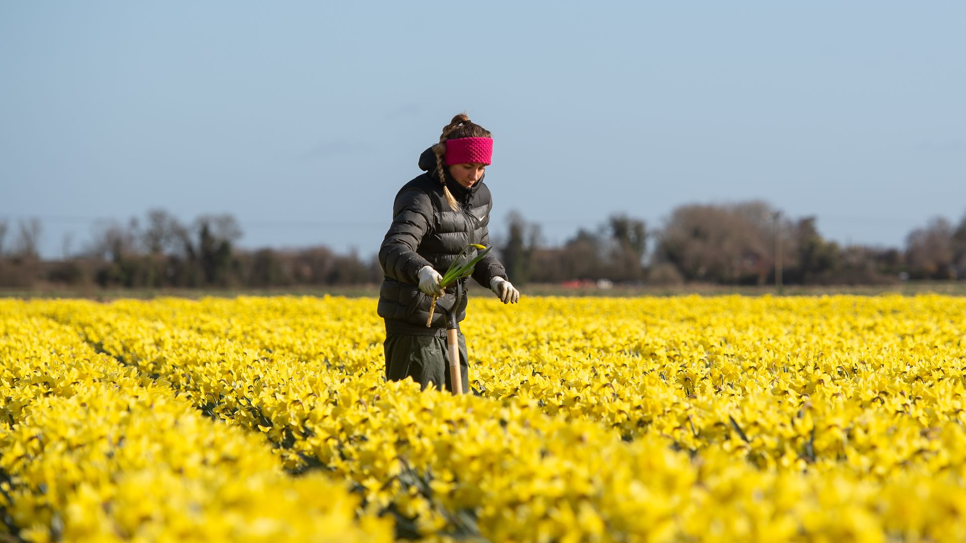 A worker makes her way along rows of daffodils, removing any rogue varieties, at Taylors Bulbs in Holbeach, Lincolnshire. - Credit: PA