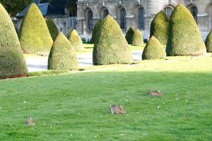 Rabbits at Les Invalides. The colony there is Paris' second-biggest, after the one at the bois de Boulogne.
