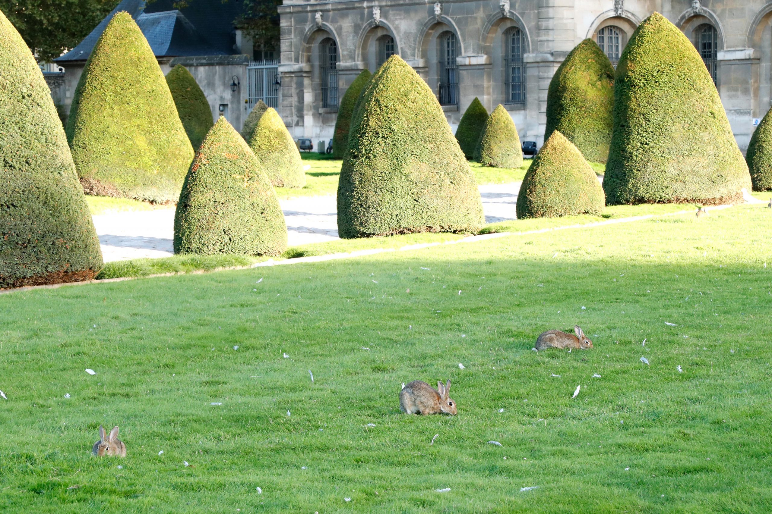 Rabbits at Les Invalides