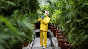 A worker inspects medicinal cannabis plants at a medical cannabis farm near Skopje, Macedonia. Photo: ROBERT ATANASOVSKI/AFP via Getty Images