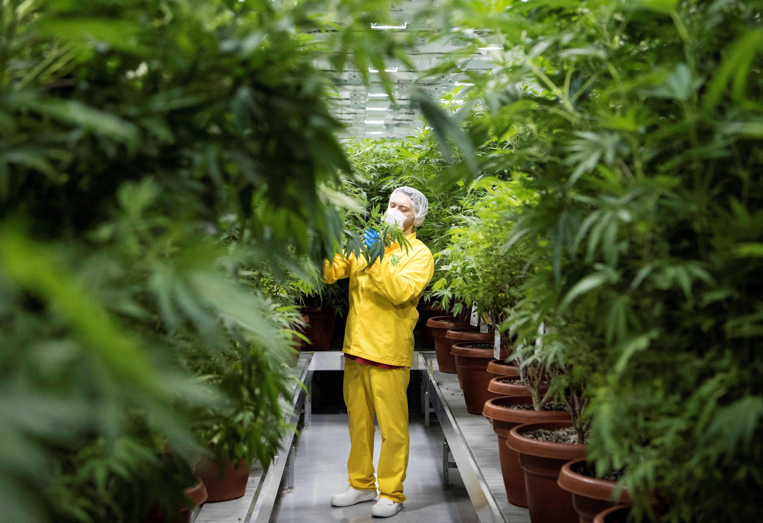 A worker inspects medicinal cannabis plants at a medical cannabis farm near Skopje, Macedonia. The country is trying to be a cannabis pioneer in Europe, with the government promising a public debate on legalising marijuana and turning the country into the Amsterdam of the Balkans