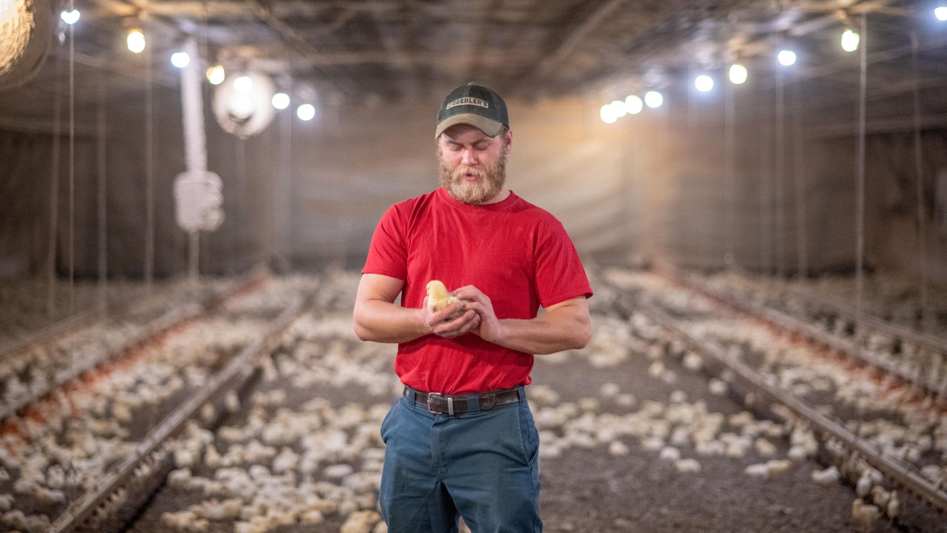 Man holds a baby chick in  a chicken house - Credit: Edwin Remsberg / VWPics/Universal Images Group via Getty Images
