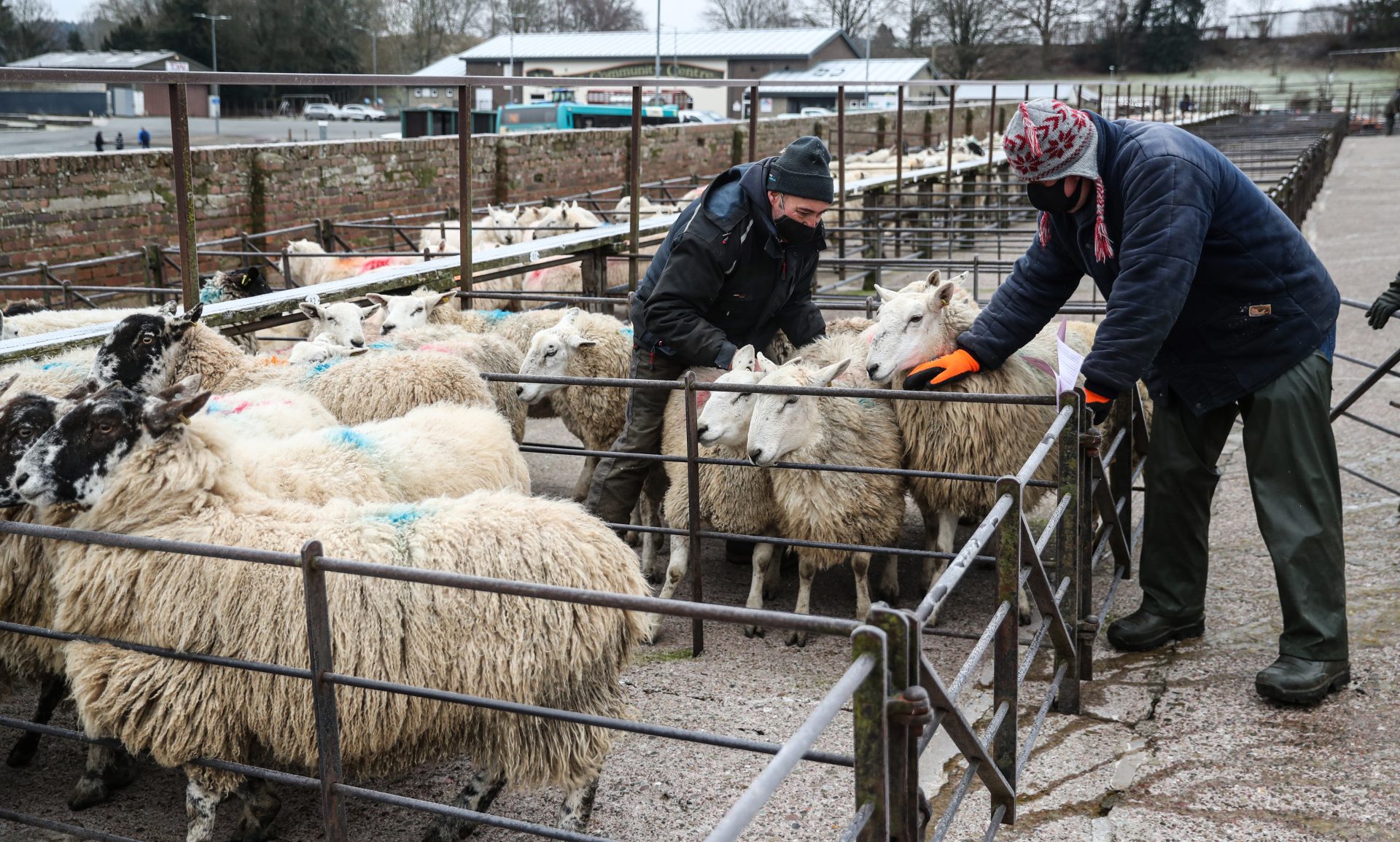Sheep farmers wear face masks at Knighton Livestock Market in Powys. Photo:  David Davies/PA Archive/PA Images.