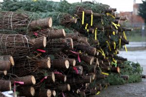 A stack of Christmas trees - which will be in short supply this year. Photograph: Getty Images.
