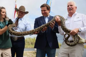 Florida governor Ron DeSantis (second right) helps hold a snake as he kicks off a python catching contest in the Everglades. Below, Michael Gove. Photos: Joe Raedle/ Wiktor Szymanowicz/ Barcroft /Getty Images.