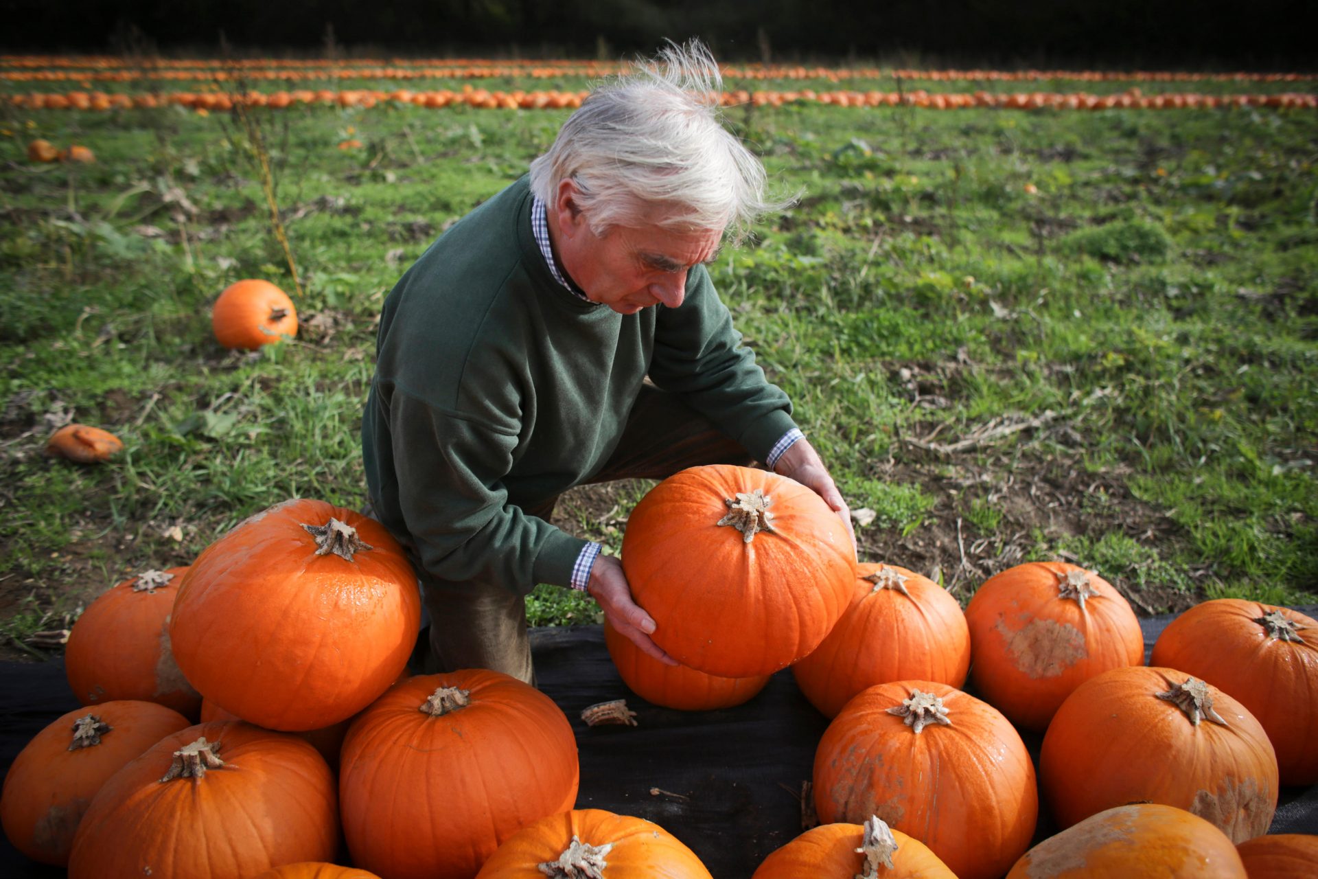 Wiltshire pumpkin farmer Mick Smales inspects his crop. Photo by Matt Cardy/Getty Images