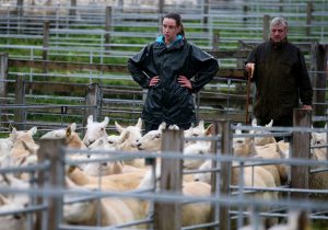 A farmers trys to move her North Country Cheviot Ewes. Photo: Andrew Milligan/PA Archive/PA Images