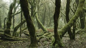 Silvia Maglioni & Graeme Thomson’s Like Lichens Listen, 2021. Photo: Silvia Maglioni & Graeme Thomson.