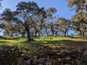 Trees mean life in the dehesa in Spain. Photos (unless stated otherwise): Peter Barron.