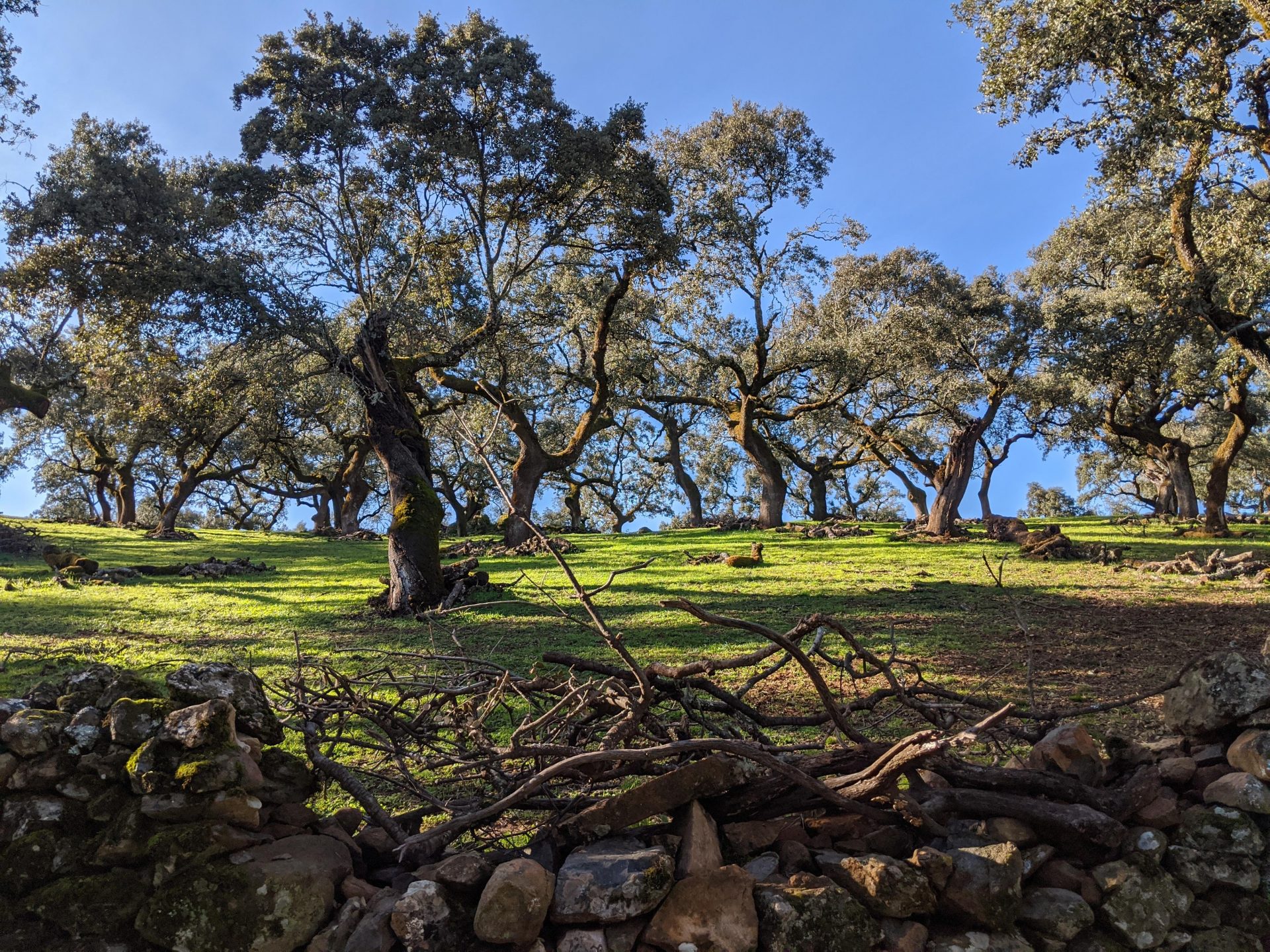 Trees mean life in the dehesa in Spain. Photos (unless stated otherwise): Peter Barron.