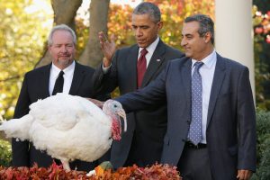 Former U.S. President Barack Obama "pardons" Abe, a 42-pound male turkey in the Rose Garden at the White House in 2015.  Photograph: Getty Images.