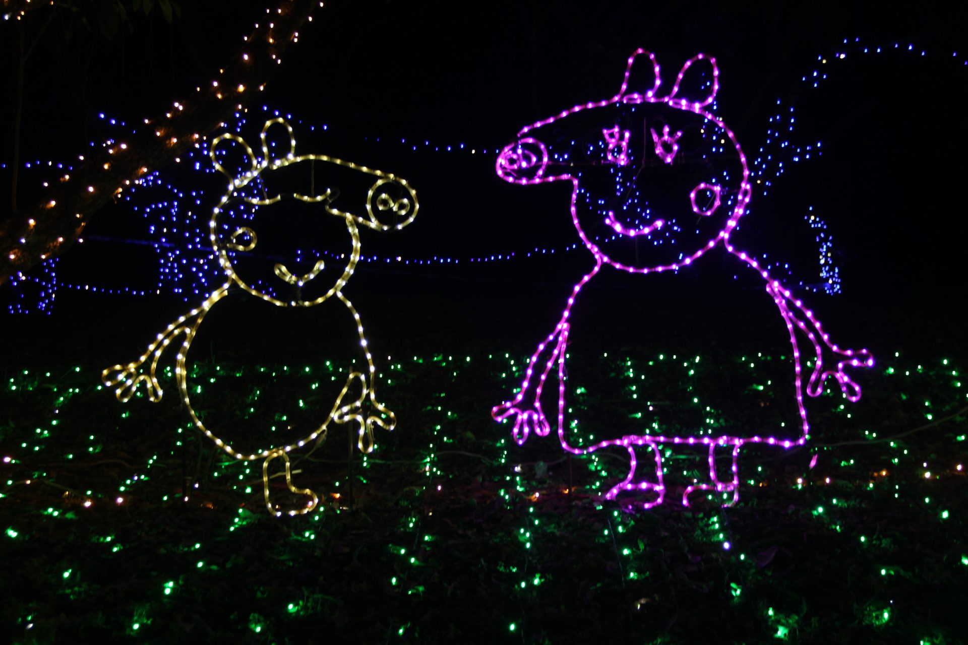 Peppa Pig-shaped lanterns during a light show in Guangdong
Province, China. Photo: VCG via Getty Images.