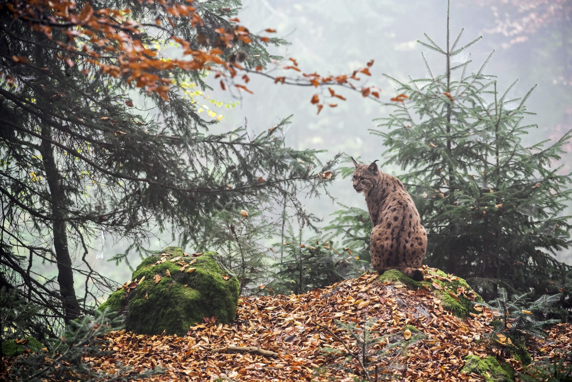 A Iberian lynx in the Great Coa Valley, Portugal. Photo: Getty Images. 