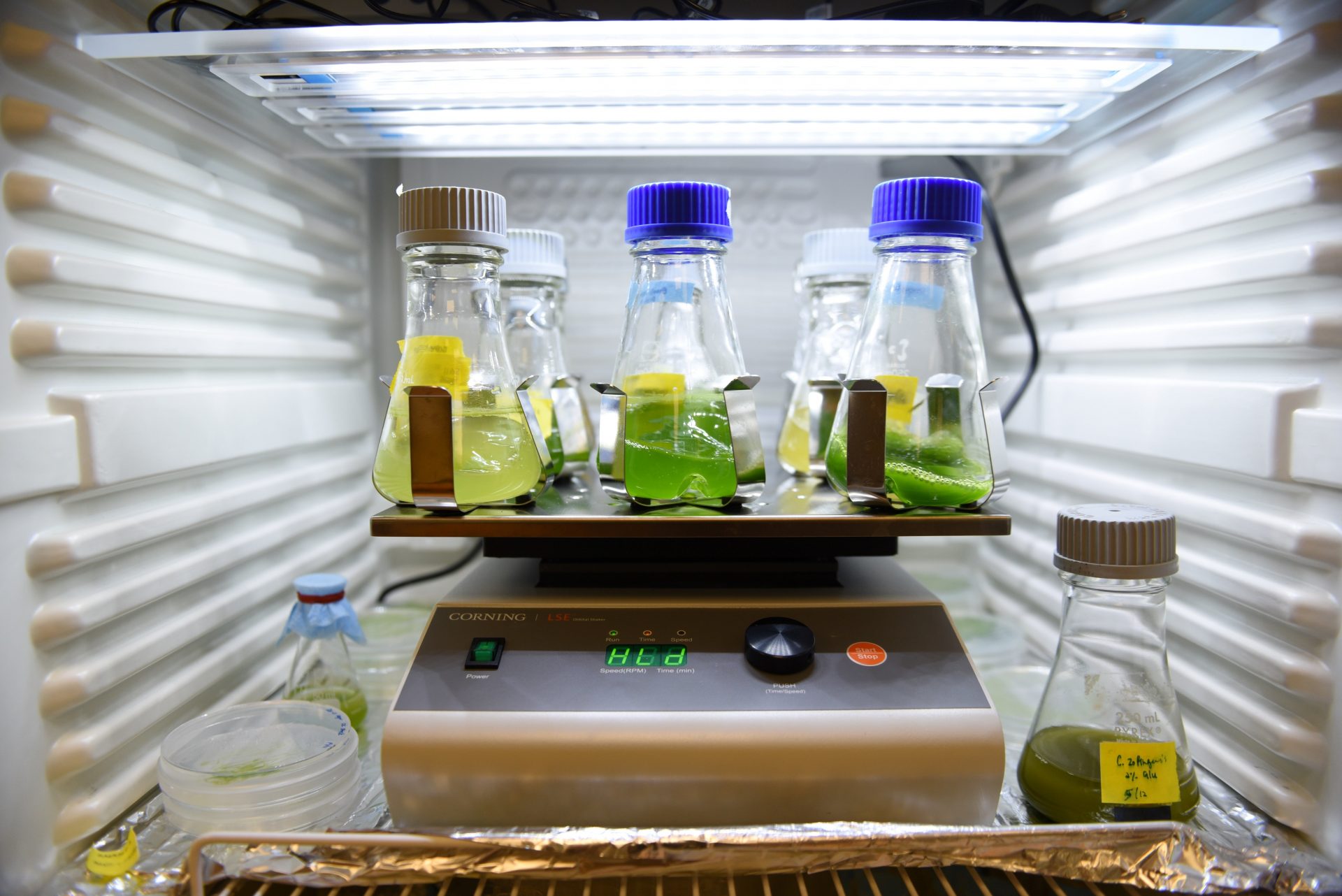 Food samples from a photobioreactor at a zero-carbon microalgae cultivation workshop in Rongcheng, in China. Photo: Yang Zhili/Getty.