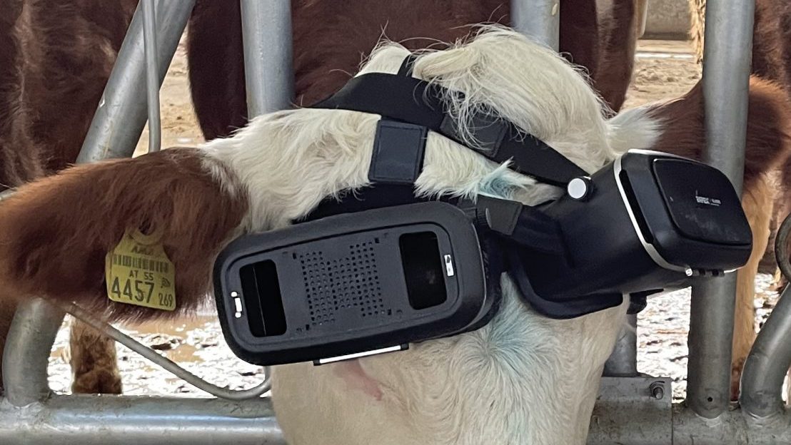 Izzet Kocak’s cows graze while wearing virtual reality glasses. Photo: Zekeriya Karadavut