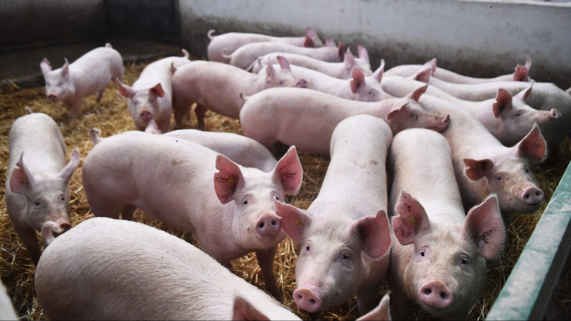 Pigs looks on while in a barn in Preston (Photo by Nathan Stirk/Getty Images)