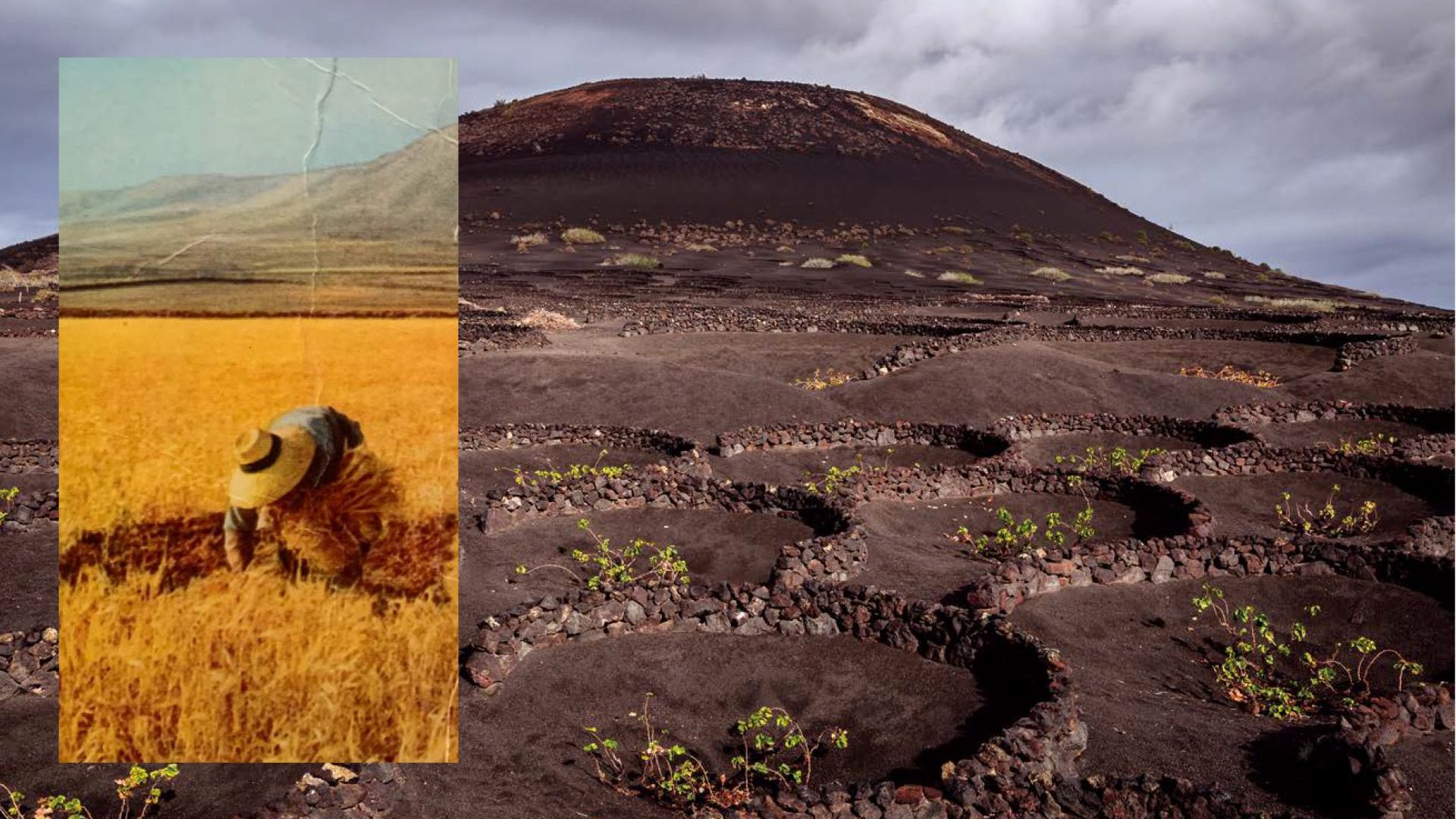 A painting of La Geria as it was before the 1730 eruption (inset, 
artist unknown) into the black volcanic landscape today, dominated by Lanzarote’s unique viniculture