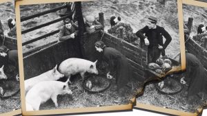 Members of the Women’s Land Army help on a farm near Ipswich, 1942. Photo: George W Hales/
Hulton Archive/