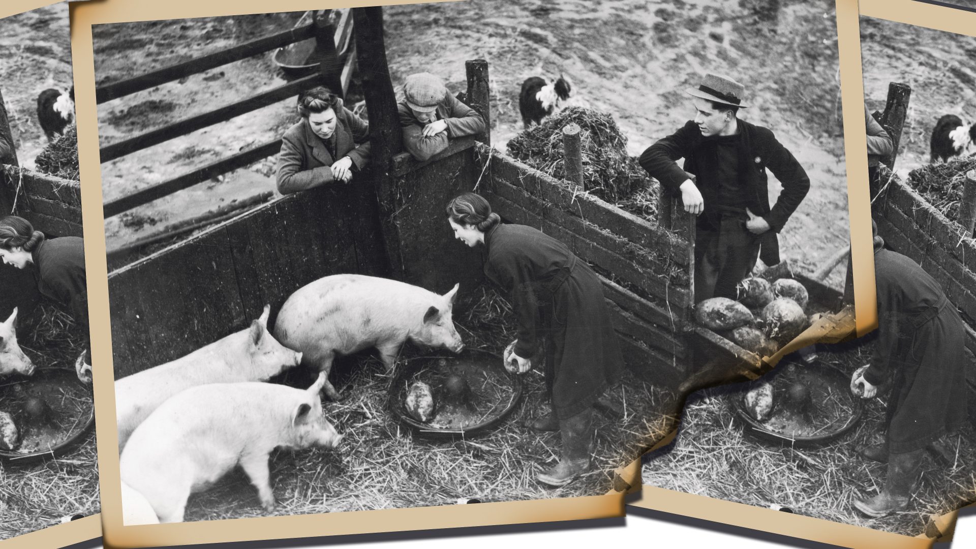 Members of the Women’s Land Army help on a farm near Ipswich, 1942. Photo: George W Hales/
Hulton Archive/