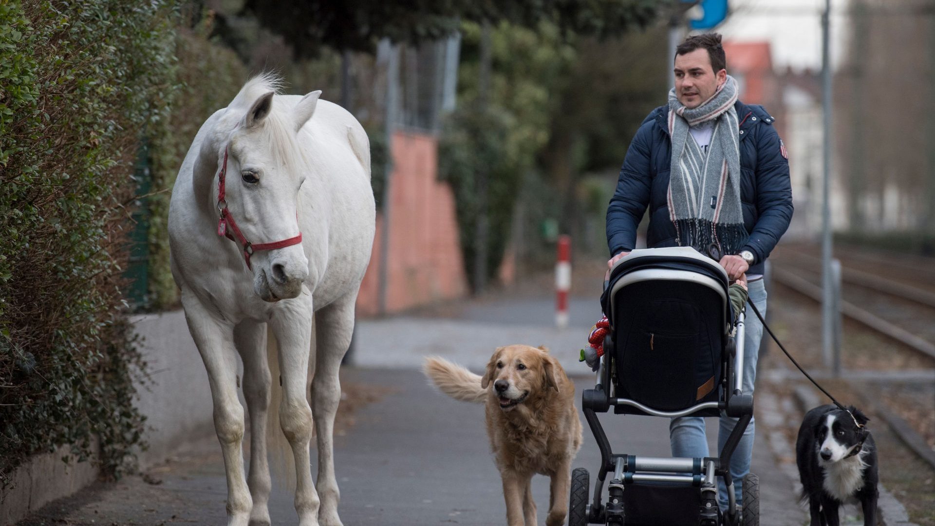 Jenny the mare taking her daily stroll in the Fechenheim
district of Frankfurt. Photo: Boris Roessler/DPA/AFP