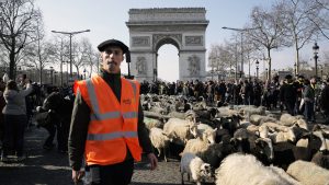 Sheep flock to the Champs Élysées in Paris after the annual agricultural fair. Photo: Antoine Gyori/Corbis