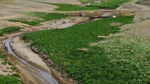 The Embalse de Aracena is at historically low levels, 
with an old bridge 
revealed by the 
receding water. Photo: Peter Barron