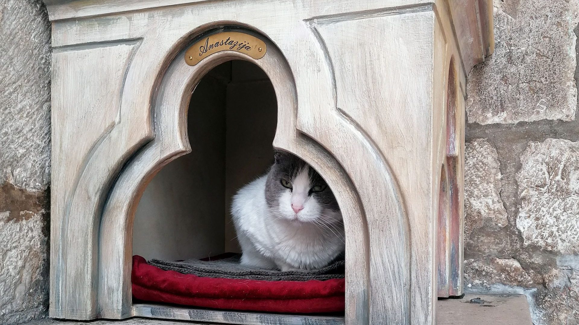 Anastasia, the 17-year-old stray cat, faces eviction from 
her ornate home in Dubrovnik. Photo: Maris Sisevic/AFP/Getty