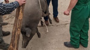 The pig is weighed for
the competition and later (below), skinned, before women make chorizo (Photos: Peter Barron)