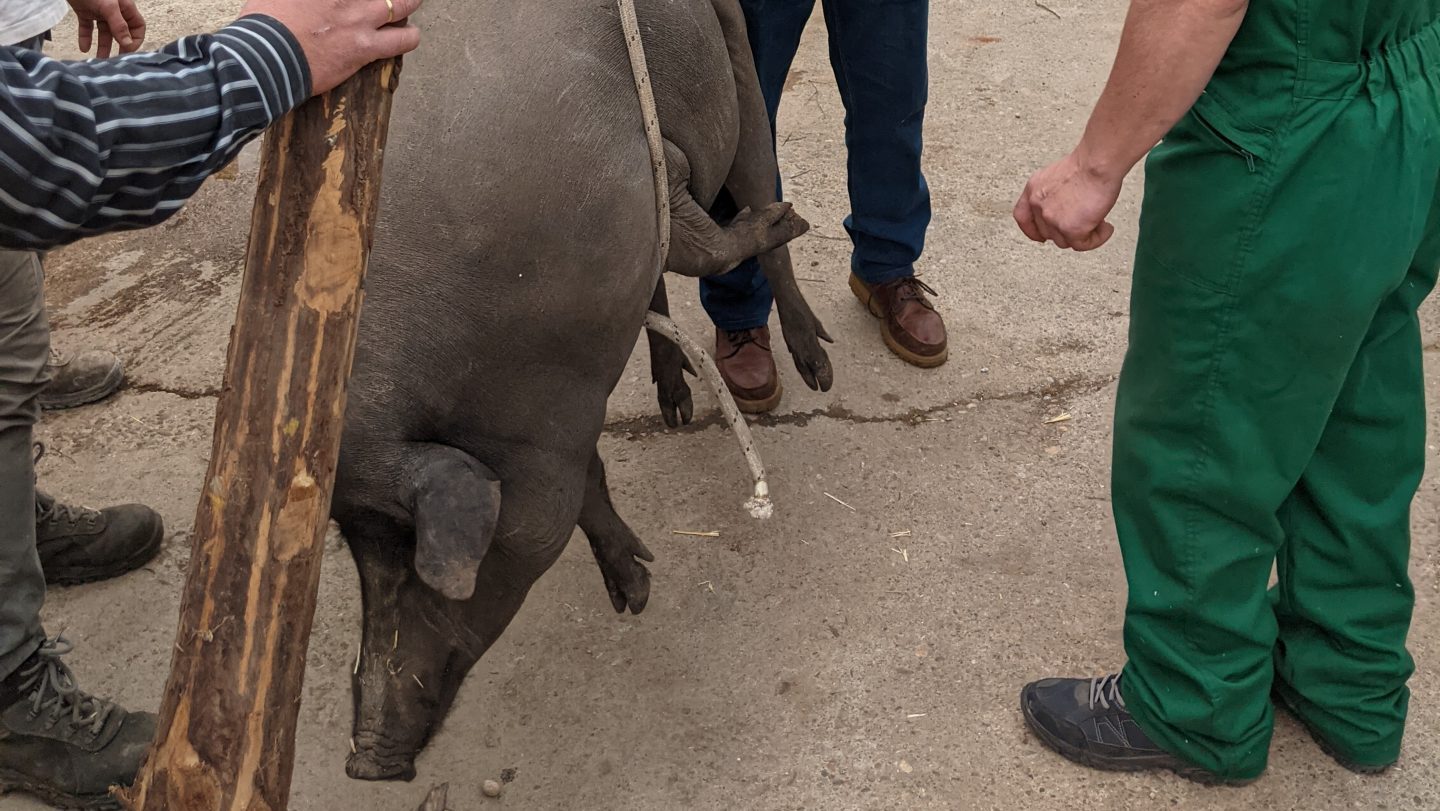 The pig is weighed for
the competition and later (below), skinned, before women make chorizo (Photos: Peter Barron)