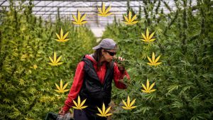 Staff prune the cannabis plants in a production greenhouse in Rome. Photo: Antonio Masiello/Getty Photo montage: TNE