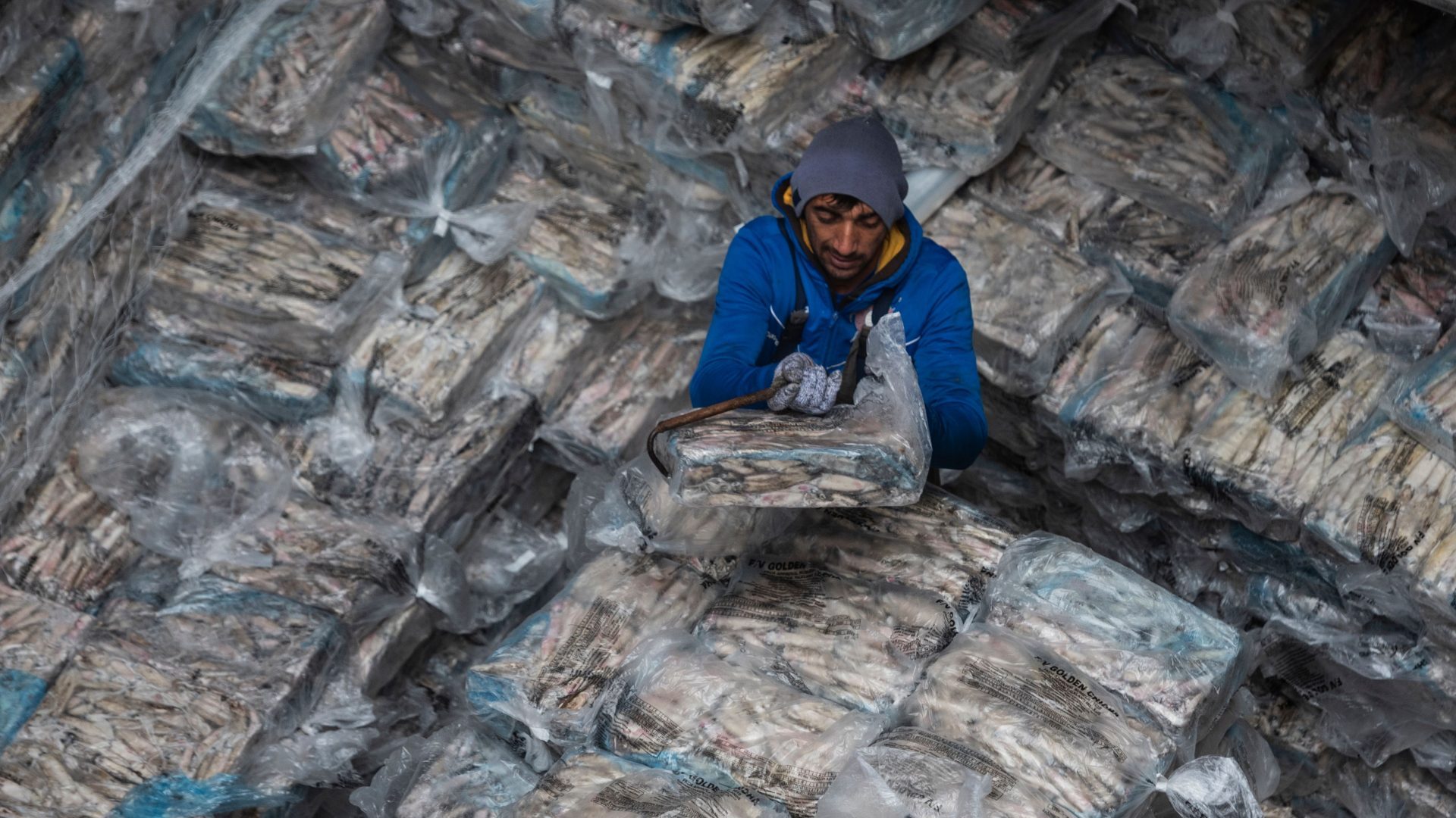 A dockworker in Galicia unloads squid from the Falkland Islands. Over 90% of squid caught off the 
islands goes to north-west Spain, 
but the route is being threatened by Brexit red tape. Photo: Miguel Riopa/AFP