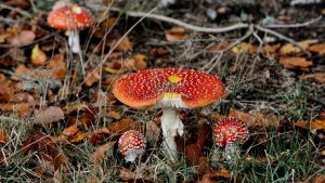 Fly amanita in the forest of Saint-Hubert, Belgium. Photo: Andia/Universal Images/Getty