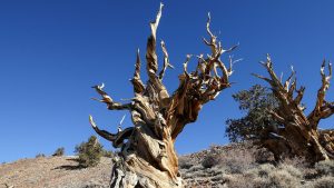 A 4,853-year-old Great Basin bristleconepine known as Methuselah
in Inyo County, California. Photo: Tayfun Coşkun/Anadolu Agency/Getty