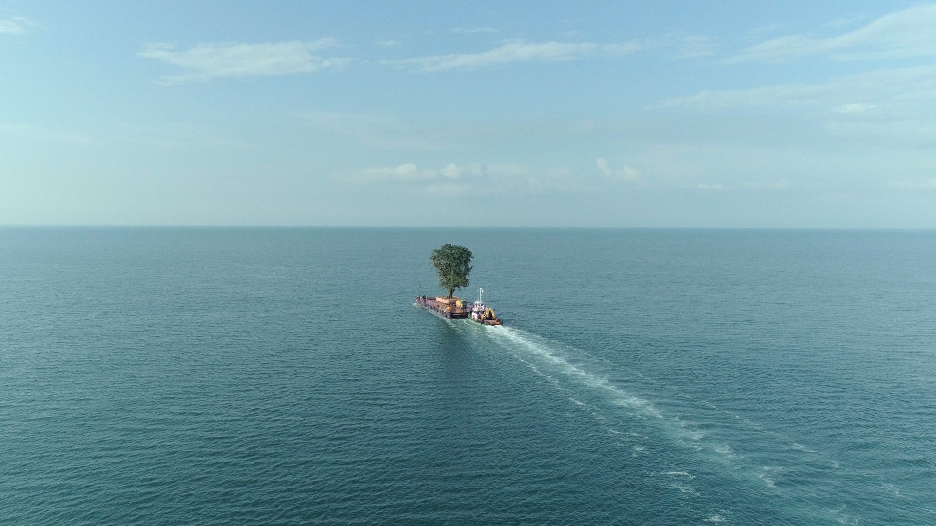 A tree being transported by ship 
to the Black Sea estate of Georgian billionaire Bidzina 
Ivanishvili. Photo: Salomé Jashi
