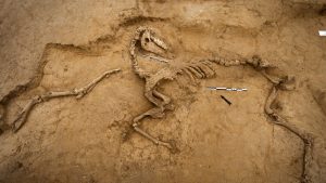 A horse skeleton is 
excavated in the 
Mont-Saint-Jean trench. Photos: Chris van Houts