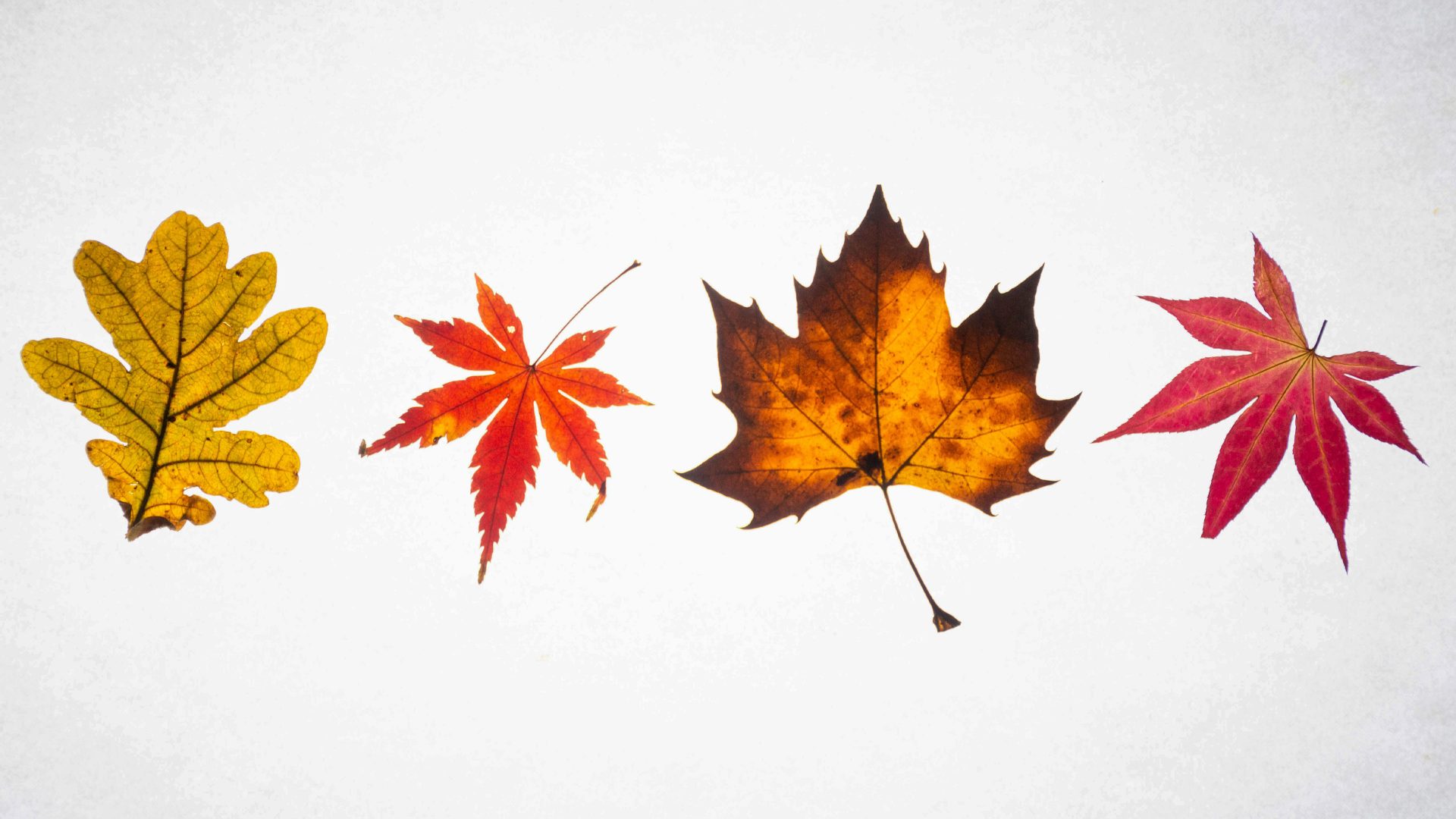 Everyday Philosophy: Why we pay attention to autumn leaves - The New  European