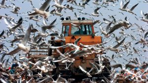 Gulls fly over the Vinca rubbish tip near Belgrade. Photo: Dalibor Danilovic/AFP/
Getty