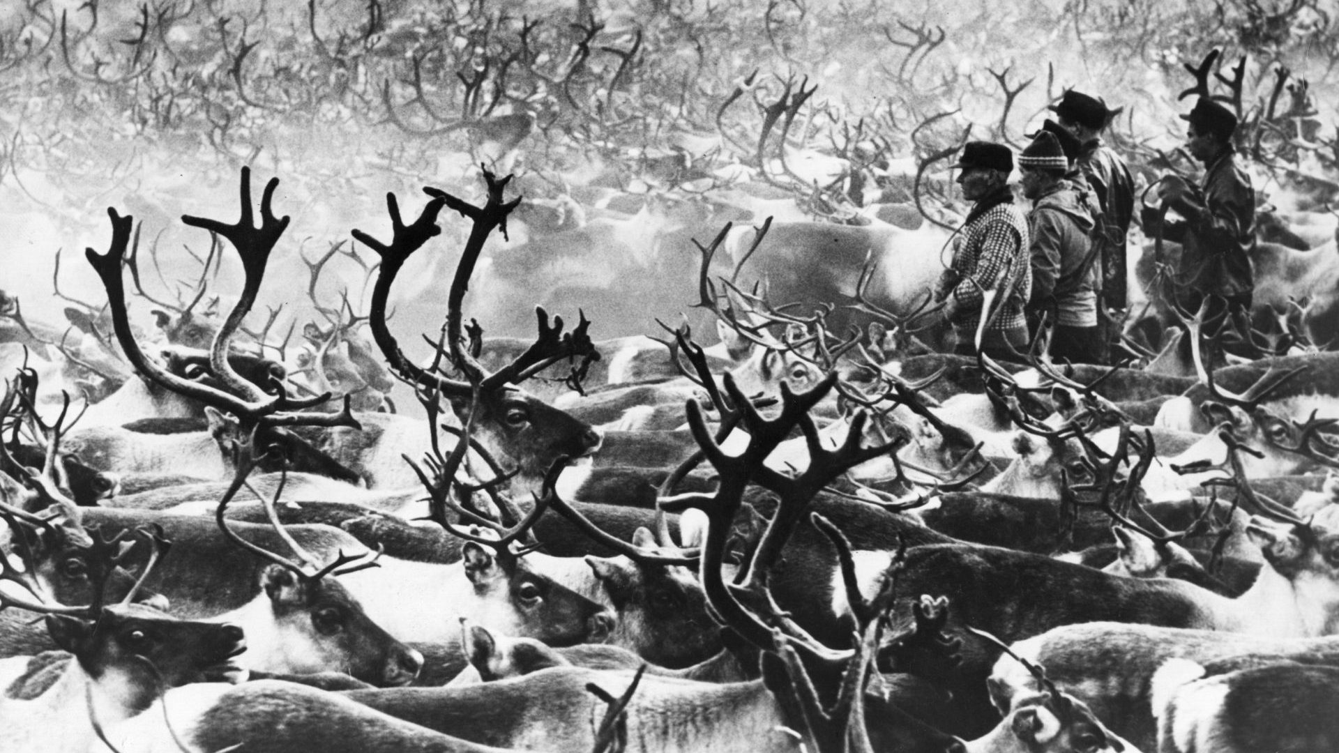 A vast herd of reindeer is rounded up in Sápmi, 1969. Photo: Fox Photos