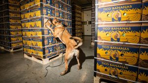 A Belgian malinois dog of a customs K9 unit inspects crates during a joint demonstration by the Belgian and Dutch customs authorities. Record amounts 
of cocaine were intercepted in Antwerp and Rotterdam in 2022. Photo: Jonas Rossens/Belga/AFP/Getty