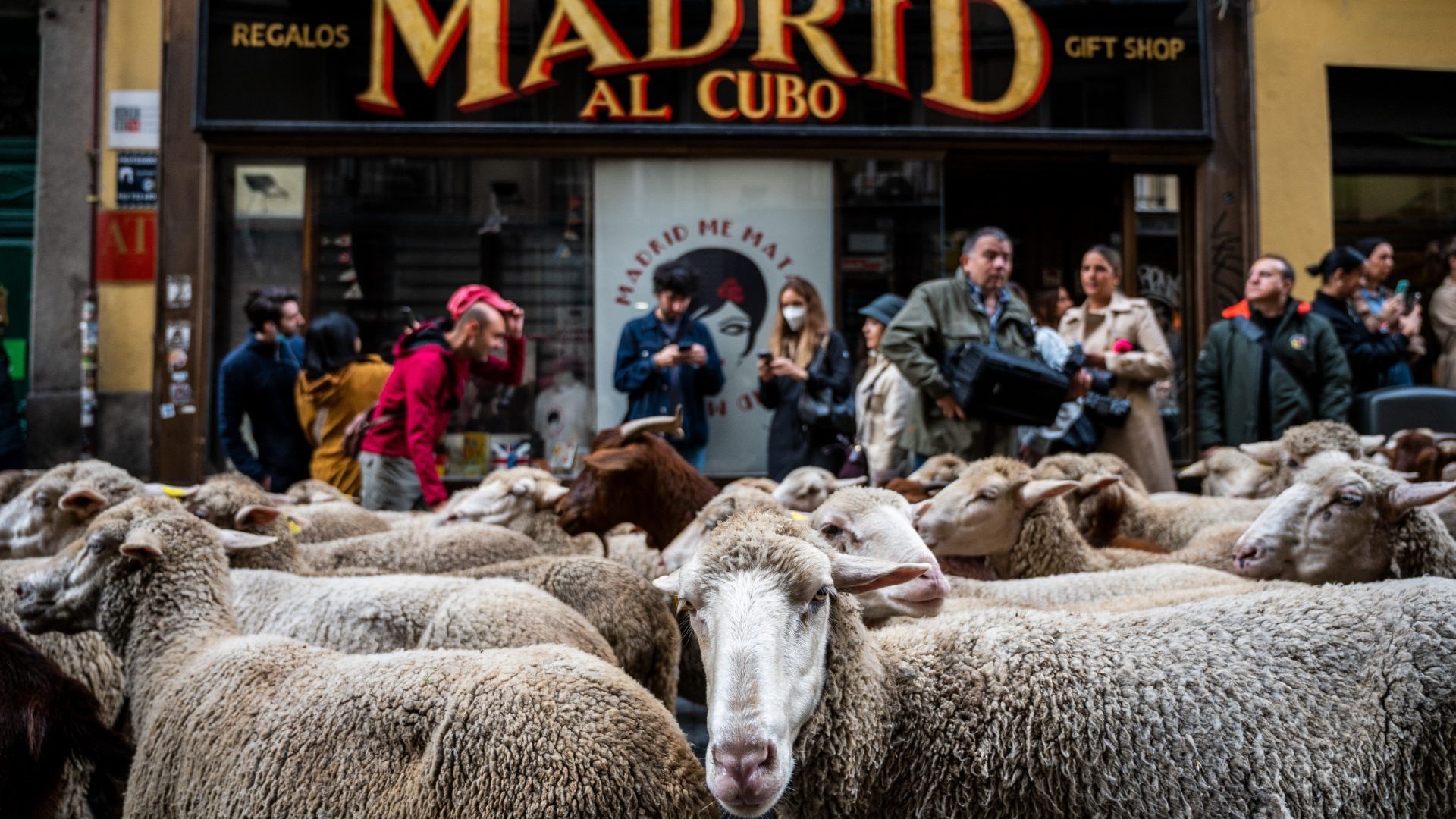 Since 1994, the annual Transhumance festival has claimed the role of transhumance and extensive livestock farming can be a tool for conserving biodiversity and fighting climate change, defending also the use of ancient livestock trails and migration rights. Photo: Marcos del Mazo/LightRocket via Getty Images)