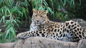 Luka the Amur
leopard should be
abroad taking part
in a vital breeding
programme. Photos: Colchester
Zoo/Blackpool Zoo